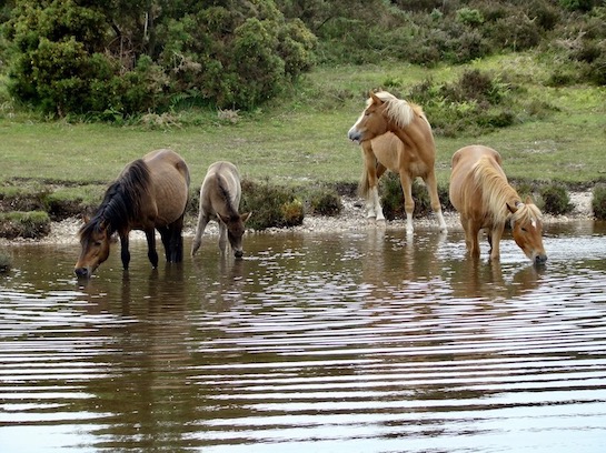ponies